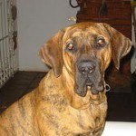 Fila Brasilero, fotos, razas de perro 11