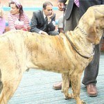 Fila Brasilero, fotos, razas de perro