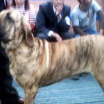 Fila Brasilero, fotos, razas de perro 2