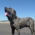 Fila Brasilero, fotos, razas de perro 3