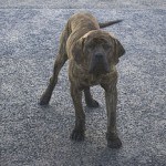 Fila Brasilero, fotos, razas de perro 4
