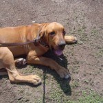Fila Brasilero, fotos, razas de perro 5