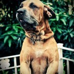 Fila Brasilero, fotos, razas de perro 6