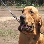 Fila Brasilero, fotos, razas de perro 7