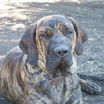 Fila Brasilero, fotos, razas de perro 8