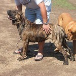 Fila Brasilero, fotos, razas de perro 9