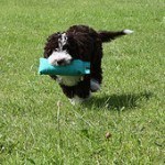 Perro de agua español, fotos, razas de perros 10