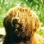 Perro de agua español, fotos, razas de perros 11