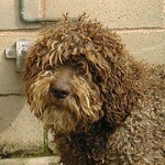 Perro de agua español, fotos, razas de perros 12