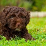 Perro de agua español, fotos, razas de perros 13