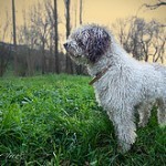 Perro de agua español, fotos, razas de perros