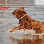 Perro de agua español, fotos, razas de perros 2
