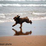 Perro de agua español, fotos, razas de perros 3