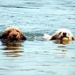 Perro de agua español, fotos, razas de perros 4
