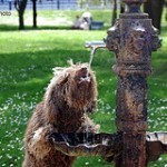 Perro de agua español, fotos, razas de perros 6