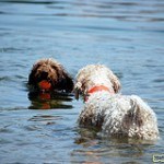Perro de agua español, fotos, razas de perros 7