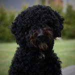 Perro de agua español, fotos, razas de perros 8