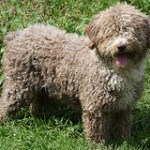 Perro de agua español, fotos, razas de perros 9