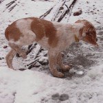 breton español, fotos, razas de perro 11