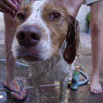 breton español, fotos, razas de perro 12