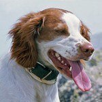 breton español, fotos, razas de perro