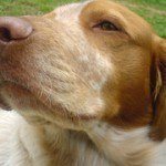 breton español, fotos, razas de perro 2