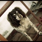 breton español, fotos, razas de perro 3
