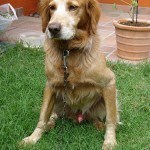 breton español, fotos, razas de perro 4
