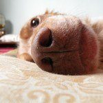 breton español, fotos, razas de perro 5