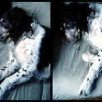 breton español, fotos, razas de perro 6
