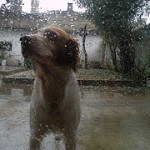 breton español, fotos, razas de perro 7
