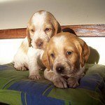 breton español, fotos, razas de perro 8