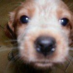 breton español, fotos, razas de perro 9