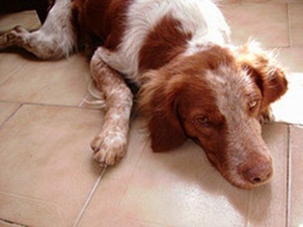 breton español, fotos, razas de perro 10
