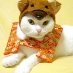 disfraces_para_gatos_2