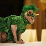 disfraces_para_gatos_3