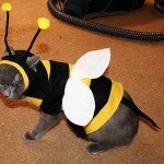 disfraces_para_gatos_abeja