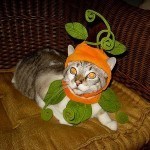 disfraces_para_gatos_flor