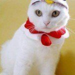 disfraces_para_gatos_gallina