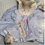 disfraces_para_gatos_muñeca