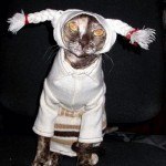 disfraces_para_gatos_trenzas
