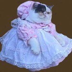 disfraces_para_gatos_vestido
