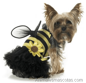 dizfraz_para_perras_abeja