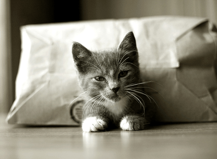 lindo gatito