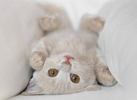 nombres de gatos
