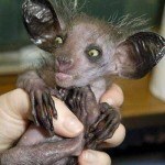 Fotos de animales raros10