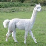 Fotos de animales raros11