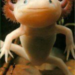 Fotos de animales raros12