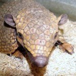 Fotos de animales raros13
