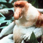 Fotos de animales raros16